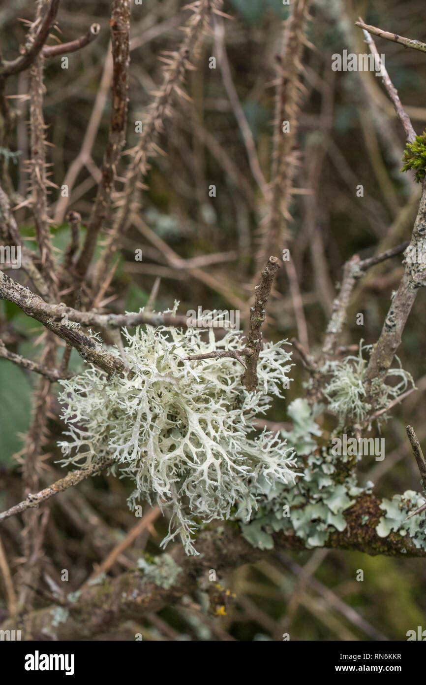 Close-up of pale green-yellow, whispy, fruticose tree lichen on a twig - maybe Usnea or Ramalina. Sign of a clean atmosphere apparently. SEE NOTES. Stock Photo
