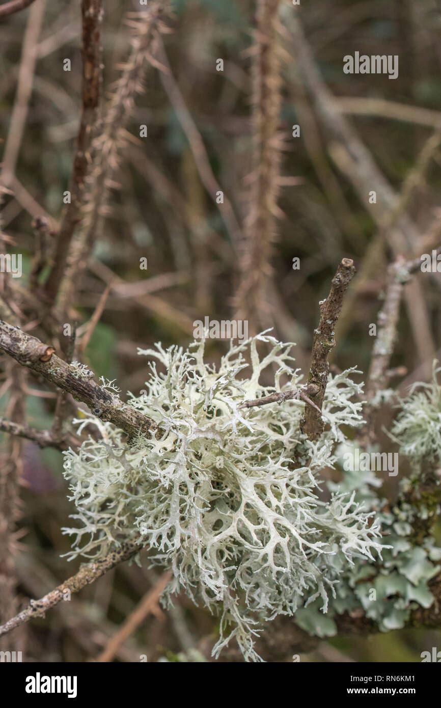 Close-up of pale green-yellow, whispy, fruticose tree lichen on a twig - maybe Usnea or Ramalina. Sign of a clean atmosphere apparently. SEE NOTES. Stock Photo