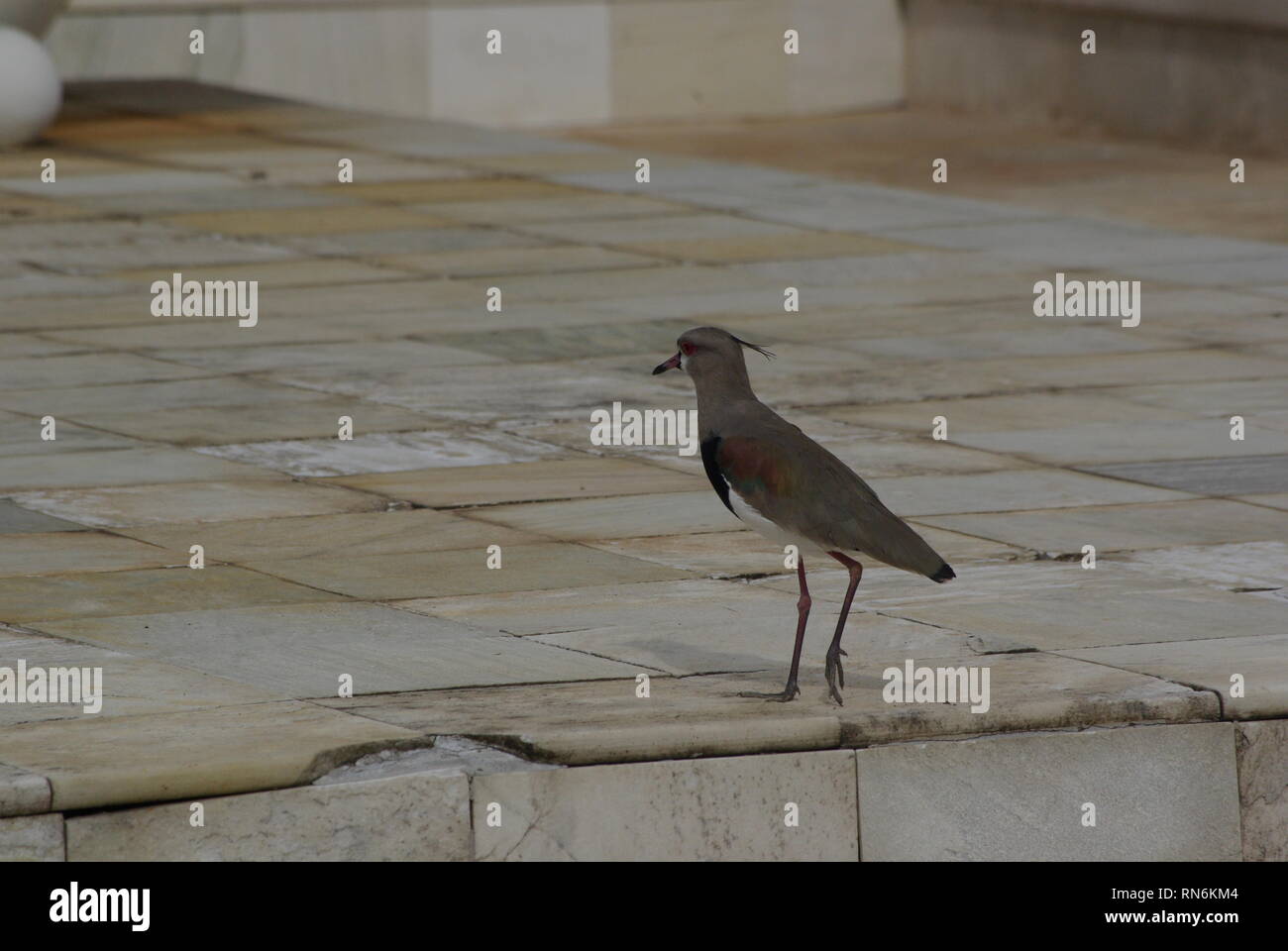 Kiebitz - Lapwing Stock Photo