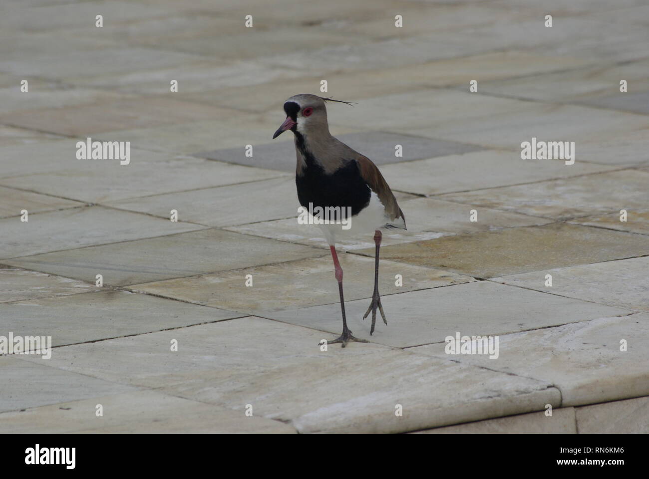 Kiebitz - Lapwing Stock Photo