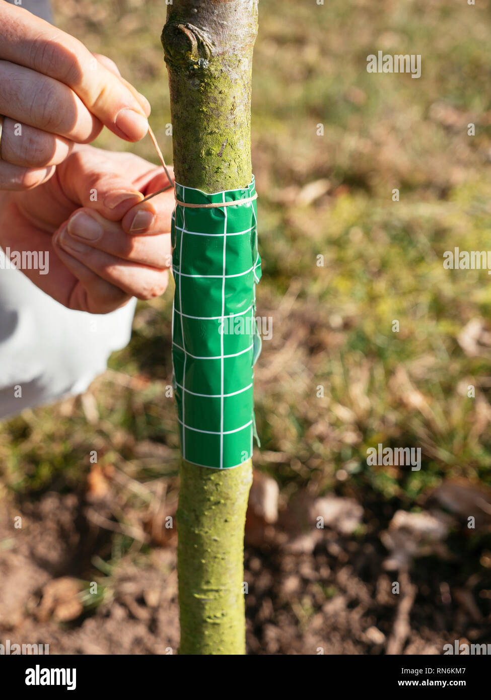 Gardener securing a fruit tree grease band wrapped around an apple tree