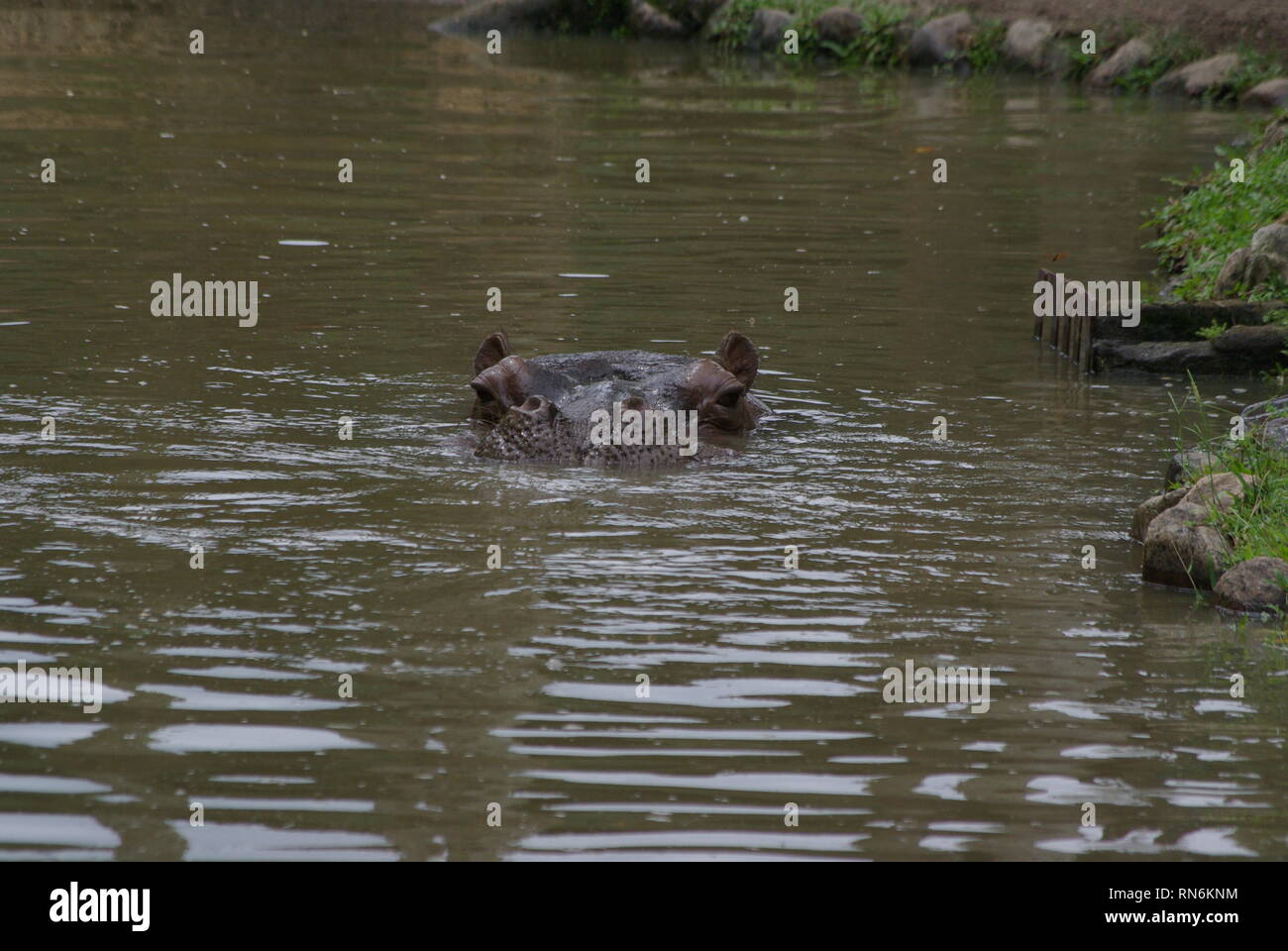 Hippopotamus swimming in the pond Stock Photo