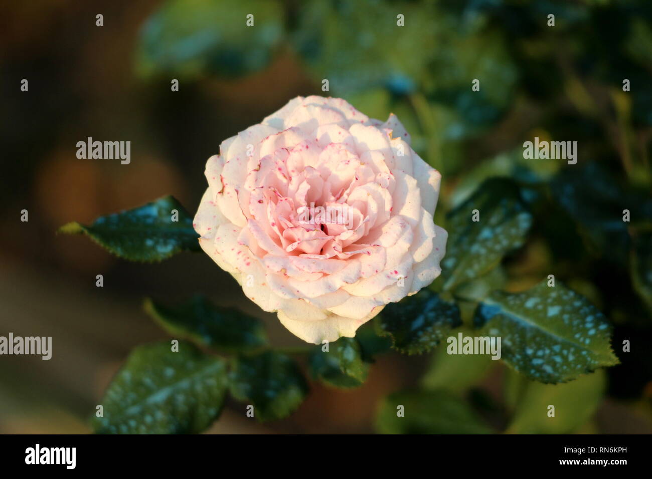 Open fully blooming white to light pink rose with dark pink spots on thick layered petals