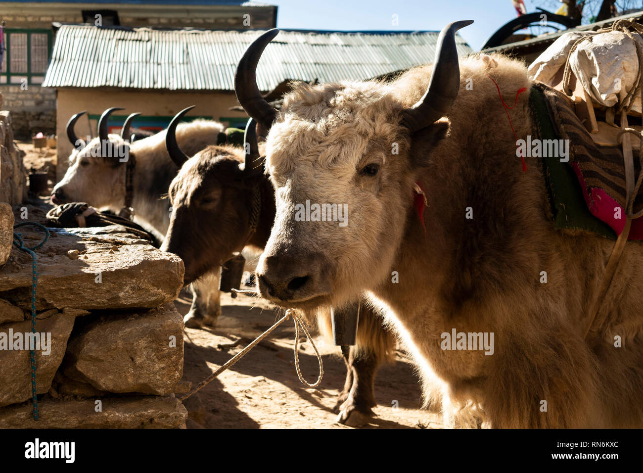 Animals used for transport hires stock photography and images Alamy