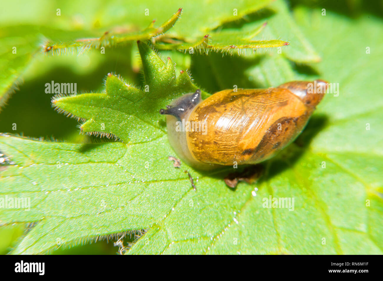 Little snail on green leaf Stock Photo