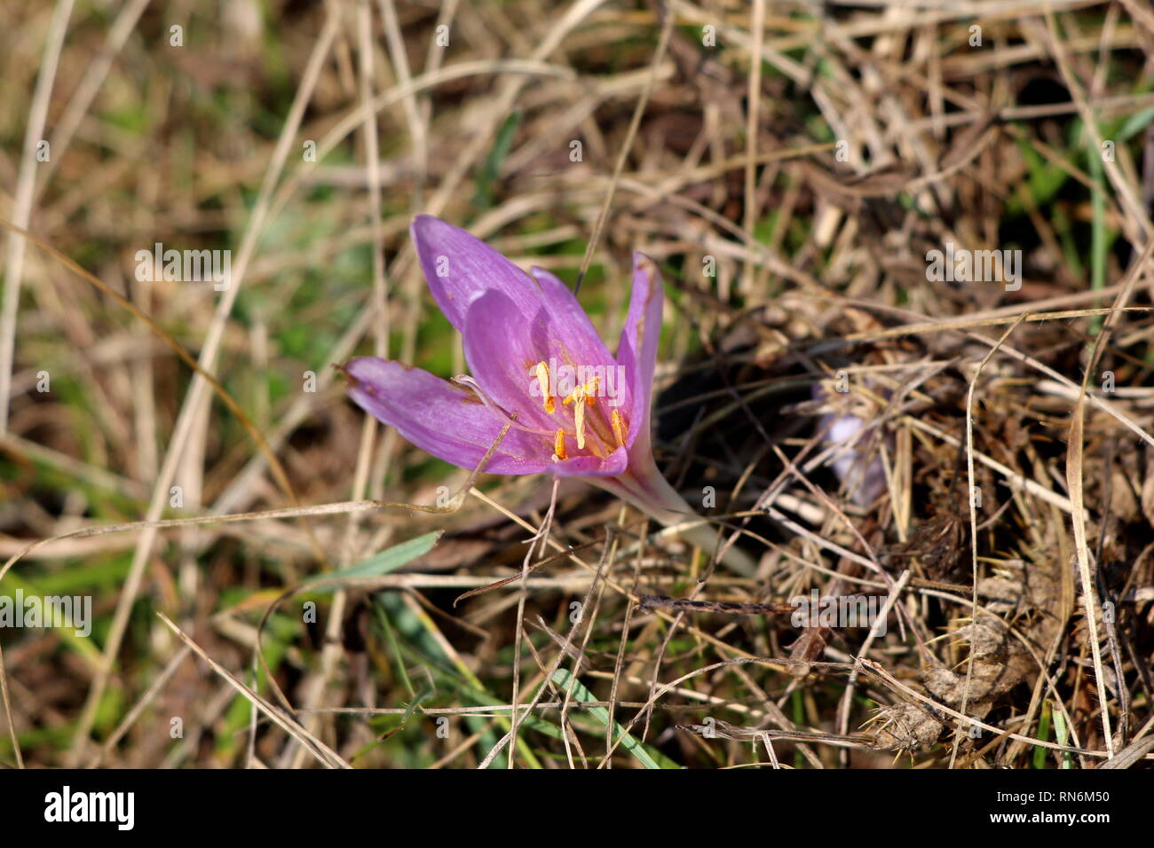 Saffron crocus or Crocus sativus autumn flowering perennial plant with