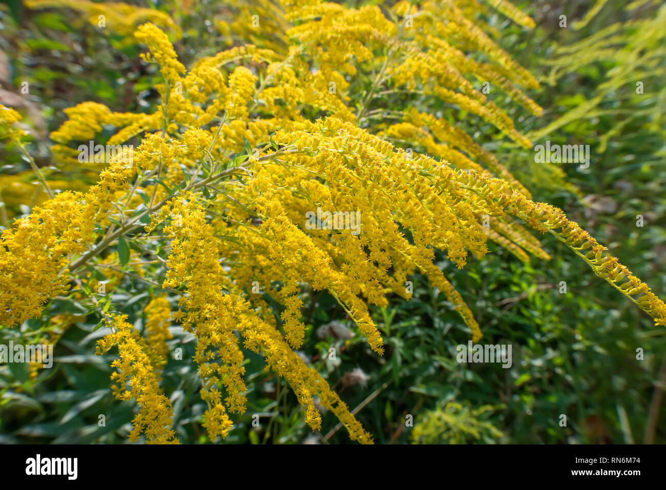 Solidago virgaurea (European goldenrod or woundwort) is an herbaceous perennial plant of the family Asteraceae Stock Photo