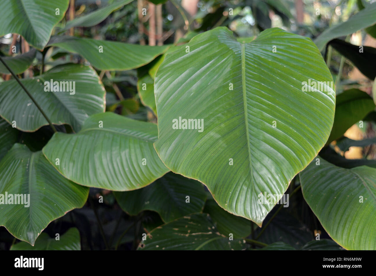 Close up fo giant African Marantacea Thaumatococcus Daniellii plant ...