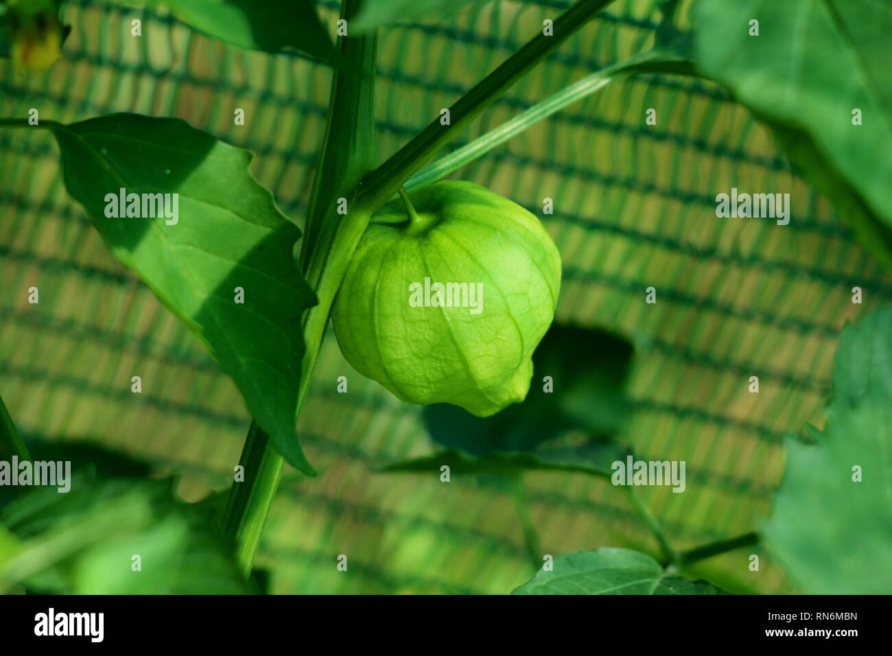 Single Tomatillo or Physalis philadelphica or Physalis ixocarpa or Mexican husk tomato plant with small spherical light green fruit Stock Photo