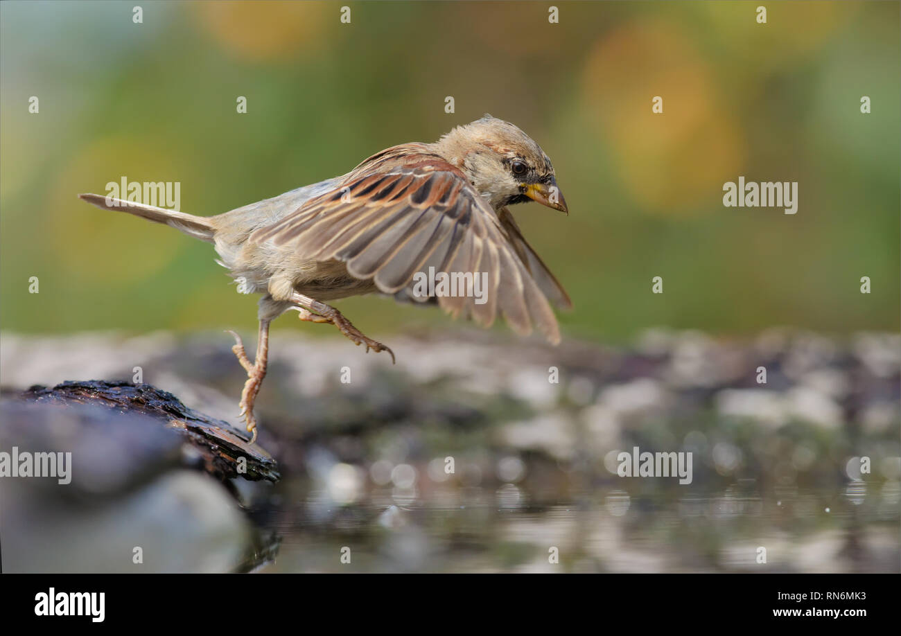 House Sparrow jumping into the water pond with stretched wings and legs Stock Photo