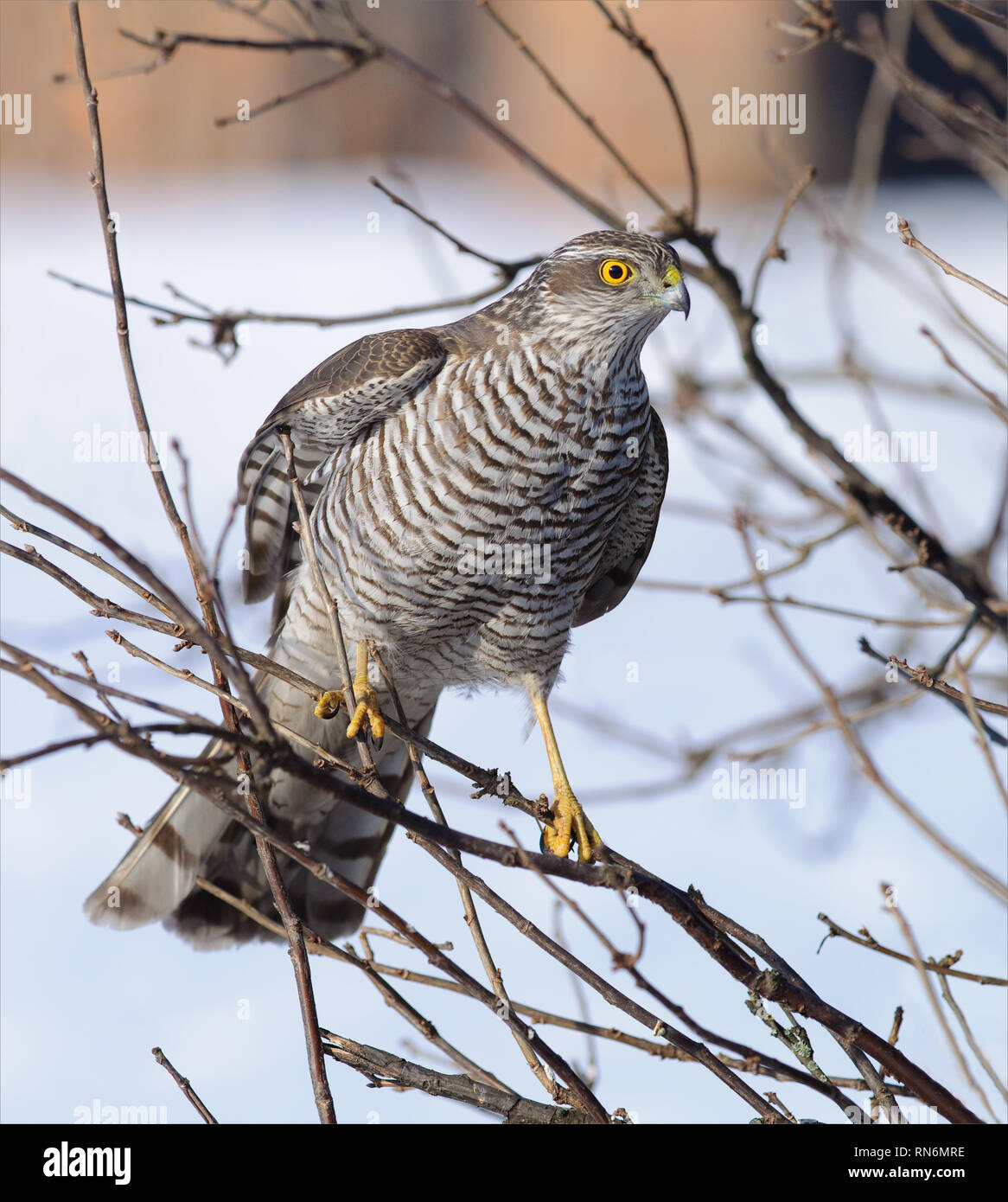 Eurasian sparrowhawk Female sits in bush on small branches Stock Photo