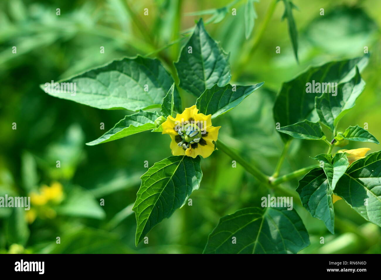 Tomatillo or Physalis philadelphica or Physalis ixocarpa or Mexican husk tomato plant with small flower made of colorful petals Stock Photo