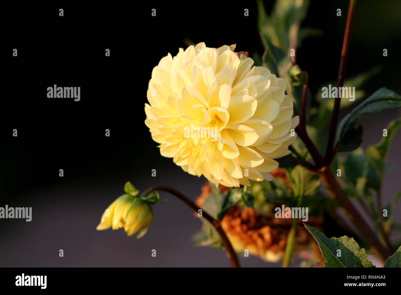 Two Dahlia bushy tuberous herbaceous perennial plants with large fully