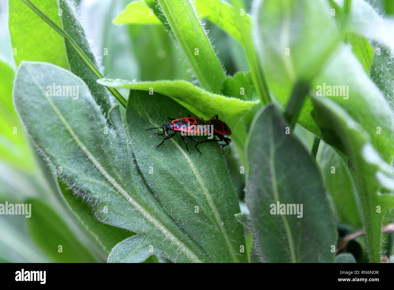 Two Small Red Bugs With Black Spots On Top Of Hairy Thick Dark