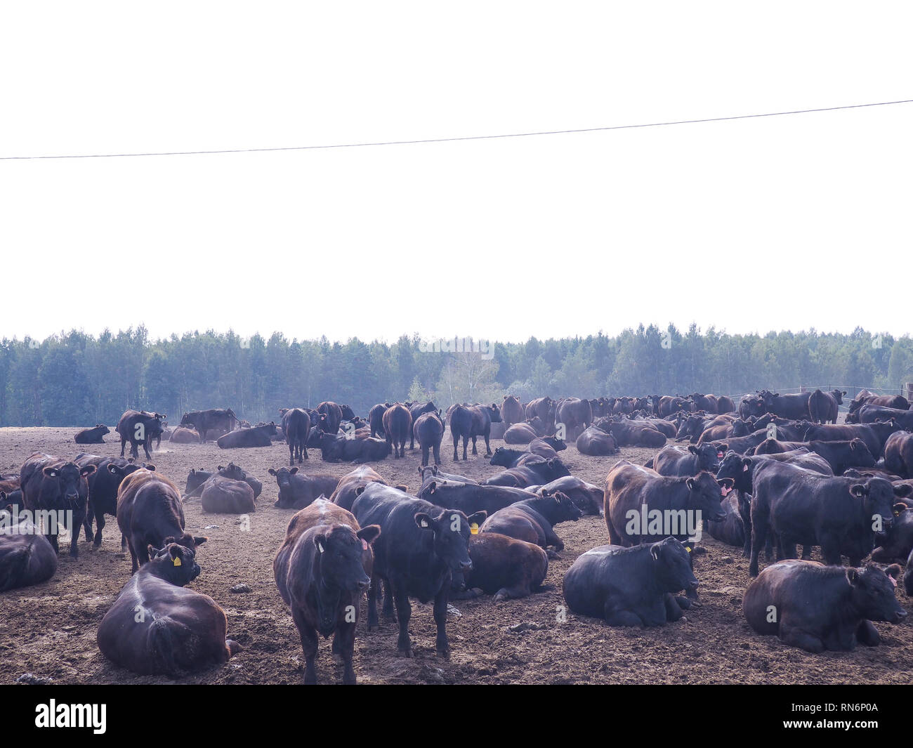 darling downs cattle grazing on grain stubble sunrise Stock Photo Alamy