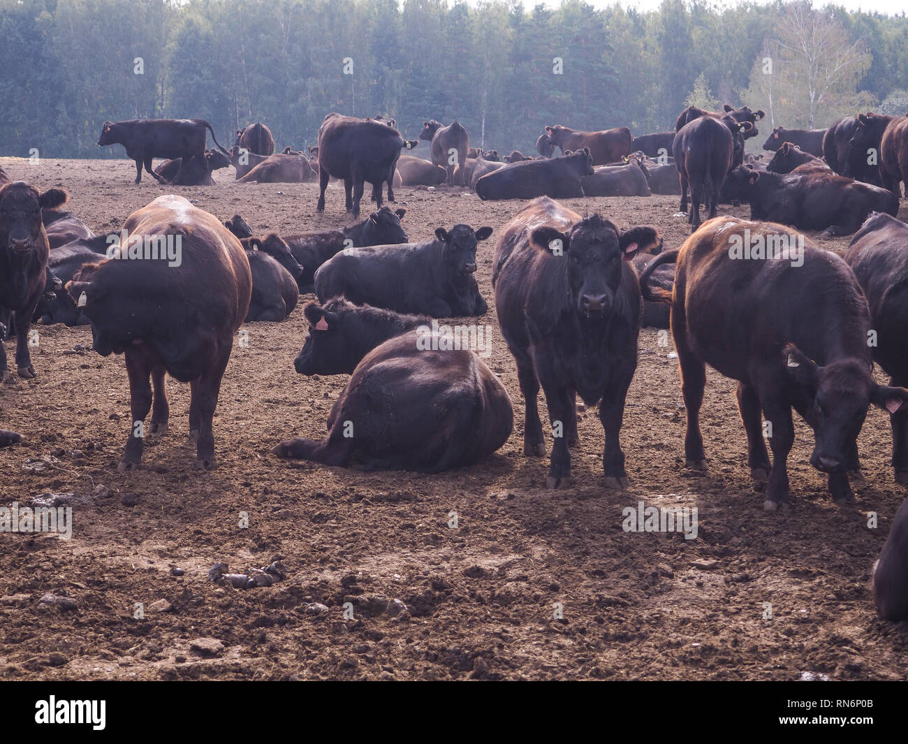Cattle farm sunrise tree livestock hires stock photography and images