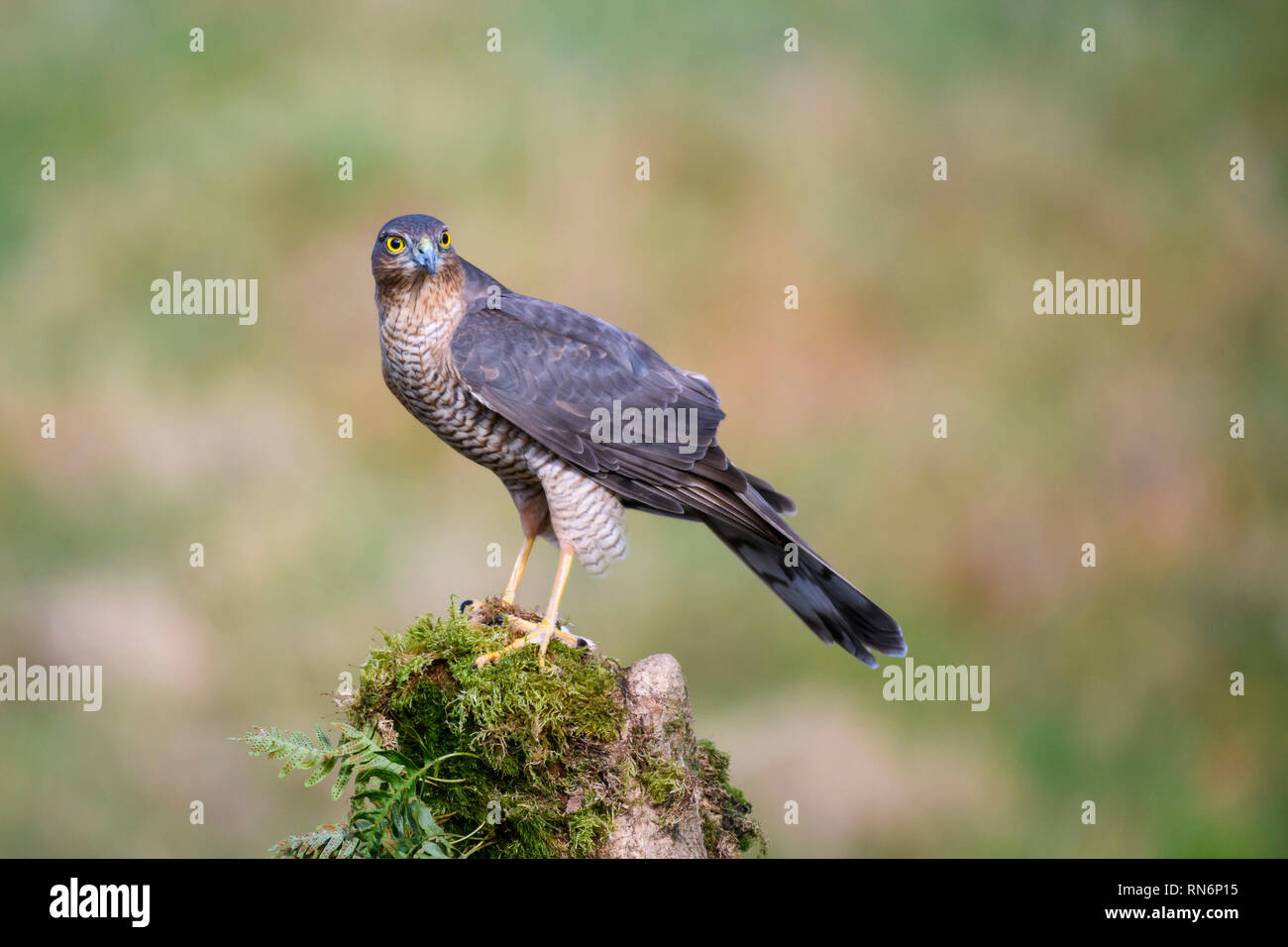 Sparrowhawk, Accipiter nisus, Dumfries & Galloway, Scotland Stock Photo