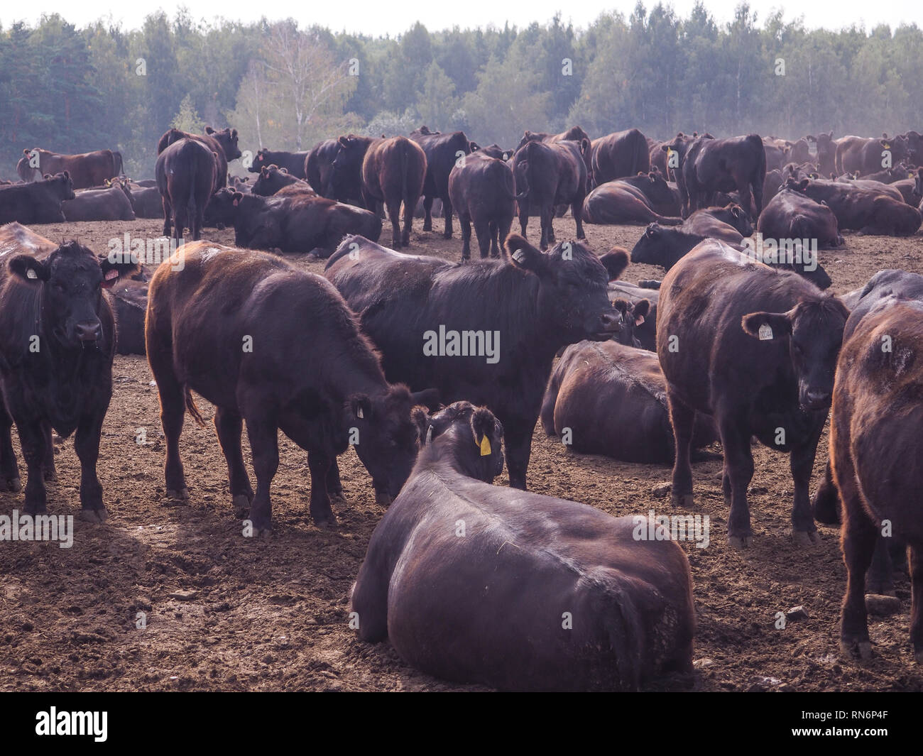 Cattle farm sunrise tree livestock hires stock photography and images