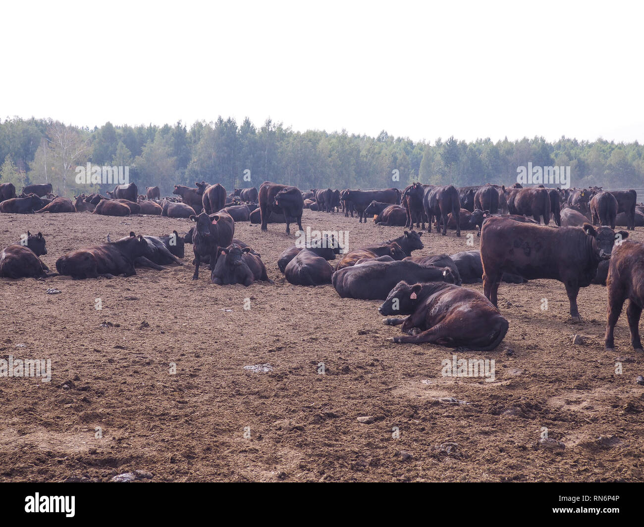 darling downs cattle grazing on grain stubble sunrise Stock Photo Alamy