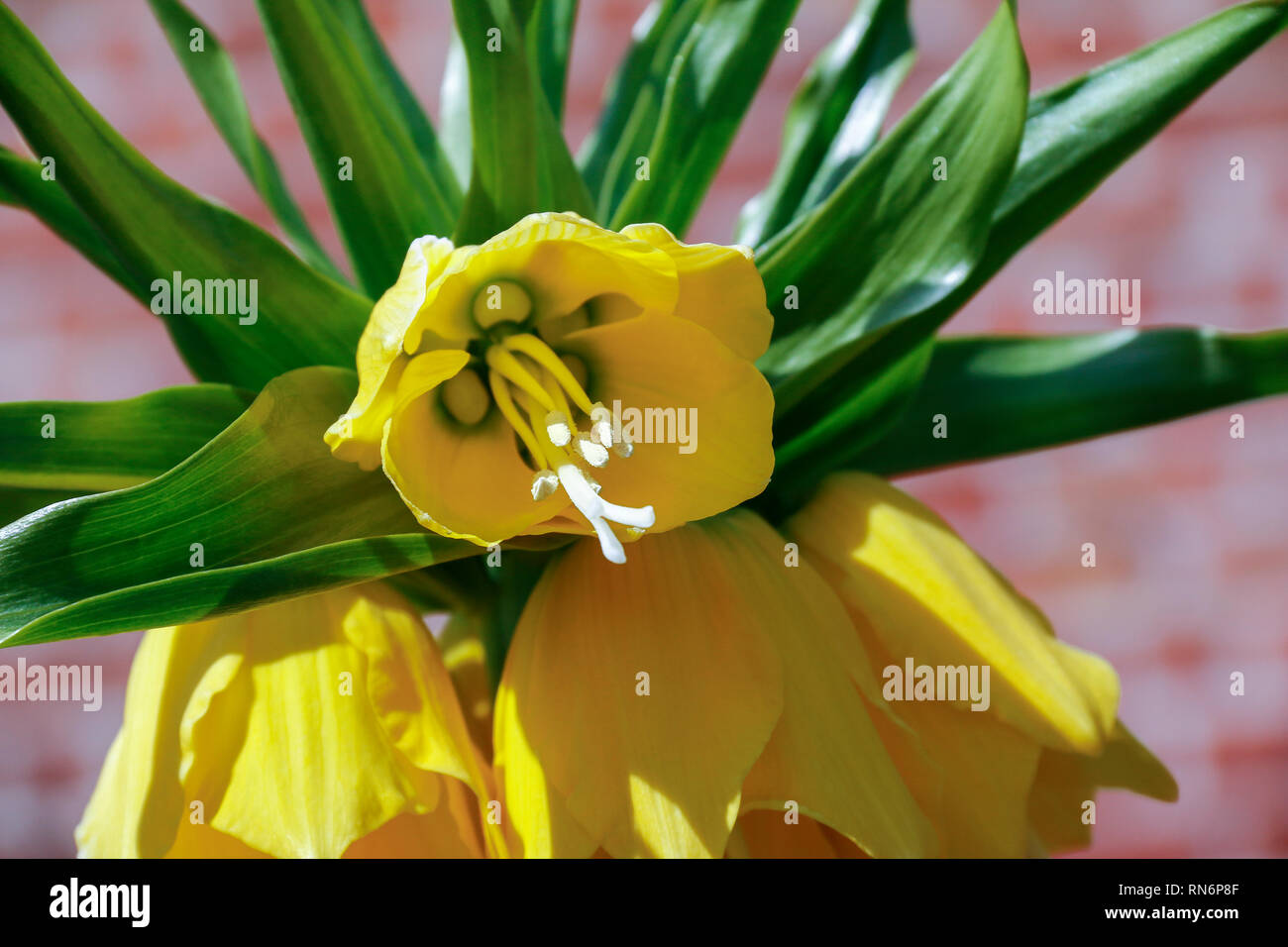 Close up of yellow flowers of Fritillaria Imperialis (Crown Imperial) Stock Photo