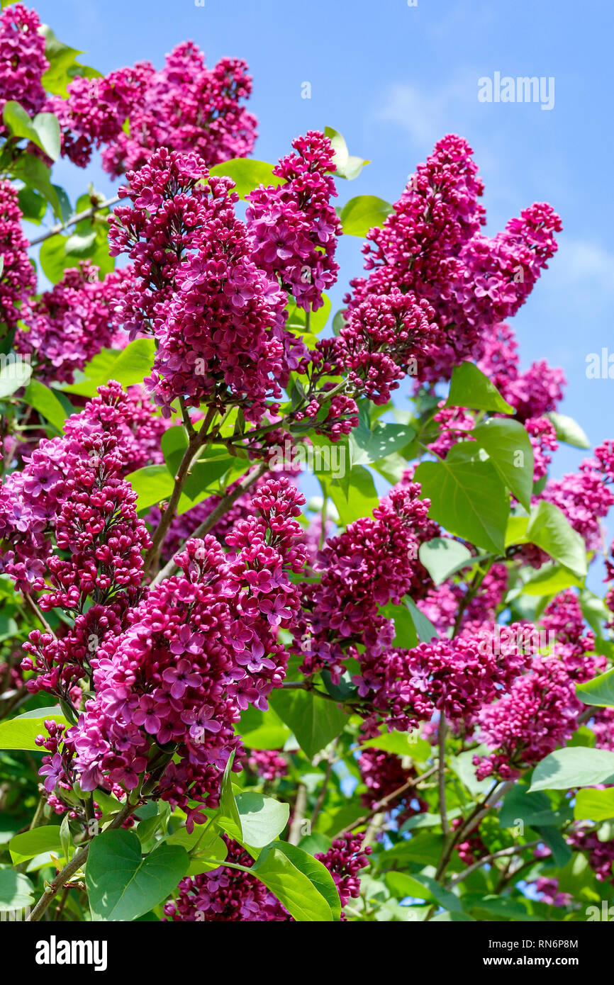 Pink flowers of Syringa vulgaris (Common lilac) Stock Photo