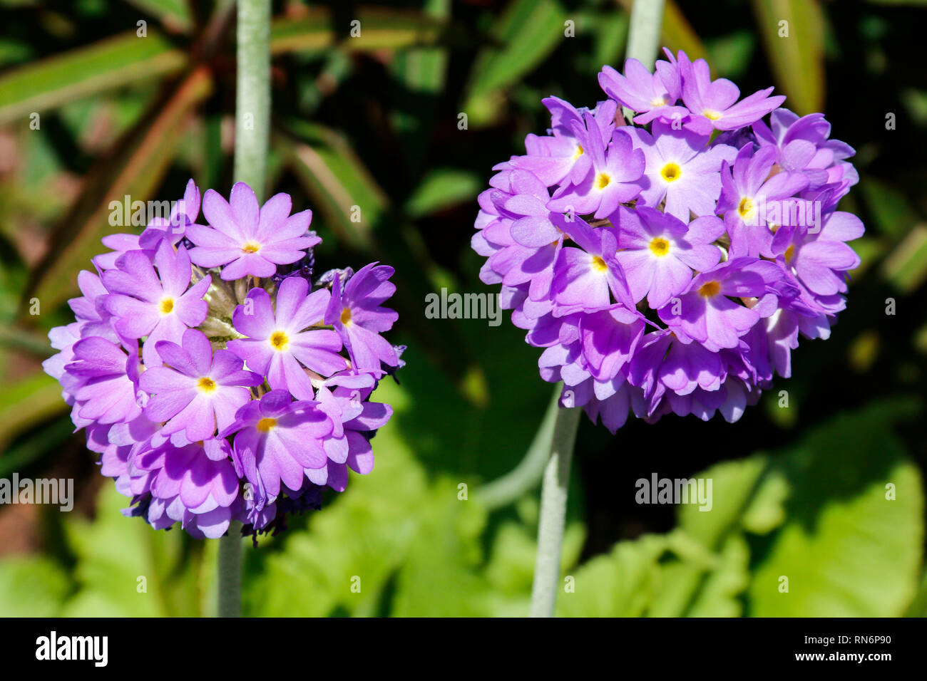Purple flowers of Primula denticulata (Drumstick primula) Stock Photo