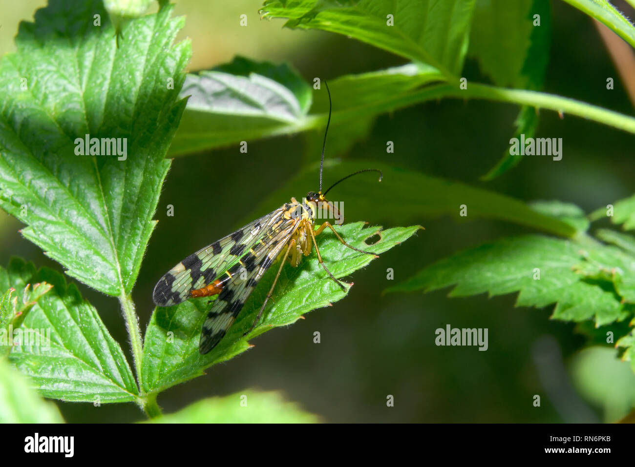 Panorpa communis, the common scorpionfly, is a species of scorpionfly Stock Photo