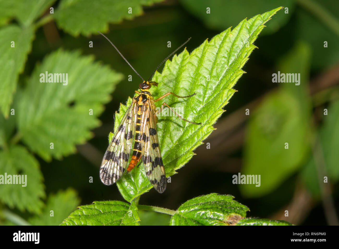Panorpa communis, the common scorpionfly, is a species of scorpionfly Stock Photo