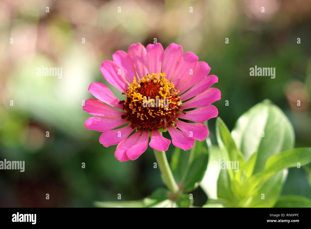 22+ Pink Flower With Yellow Center