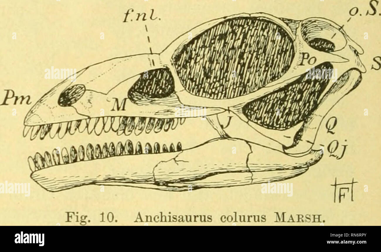 . Anatomischer Anzeiger. Anatomy, Comparative; Anatomy, Comparative