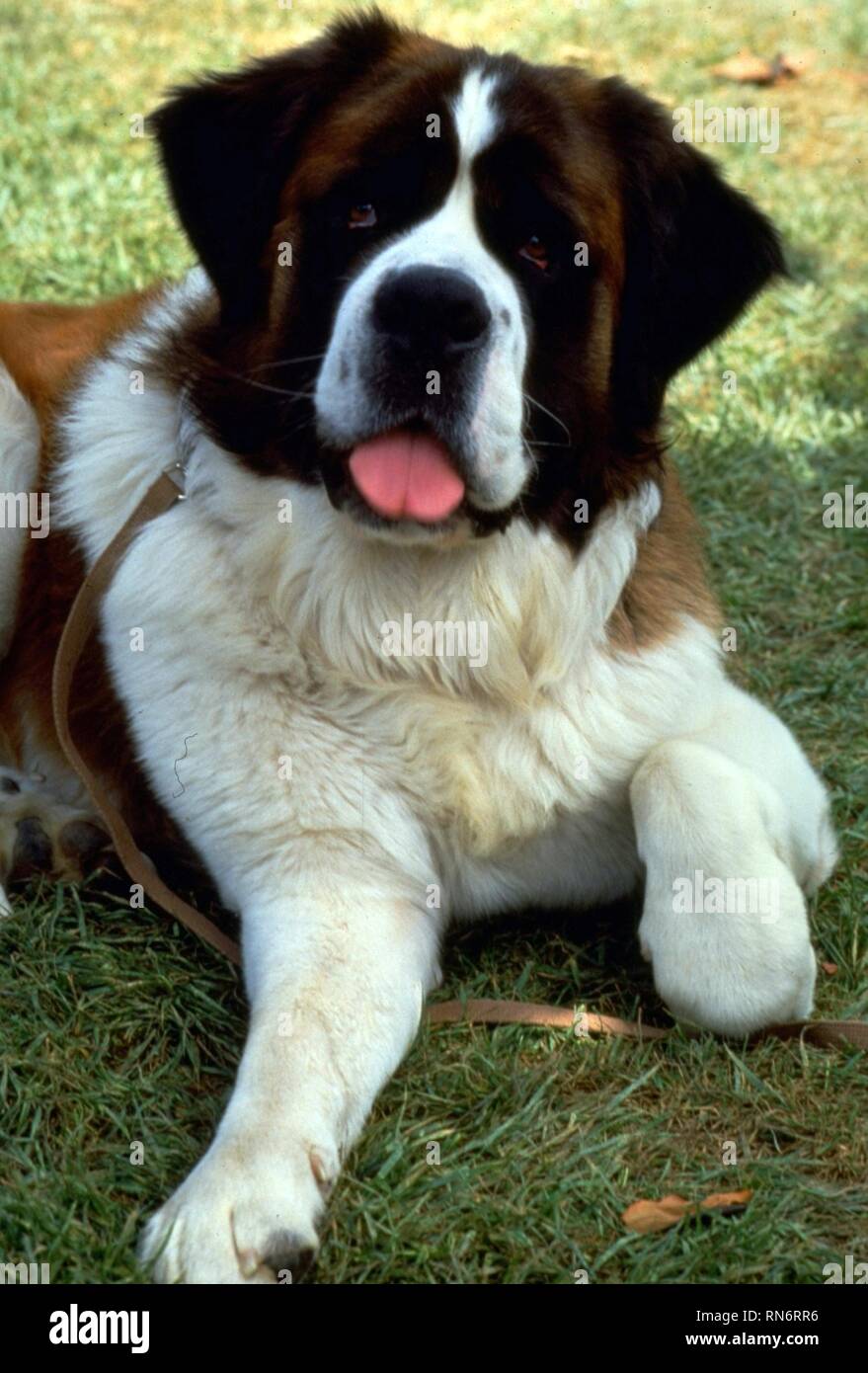 Beethoven Dog Film High Resolution Stock Photography and Images - Alamy