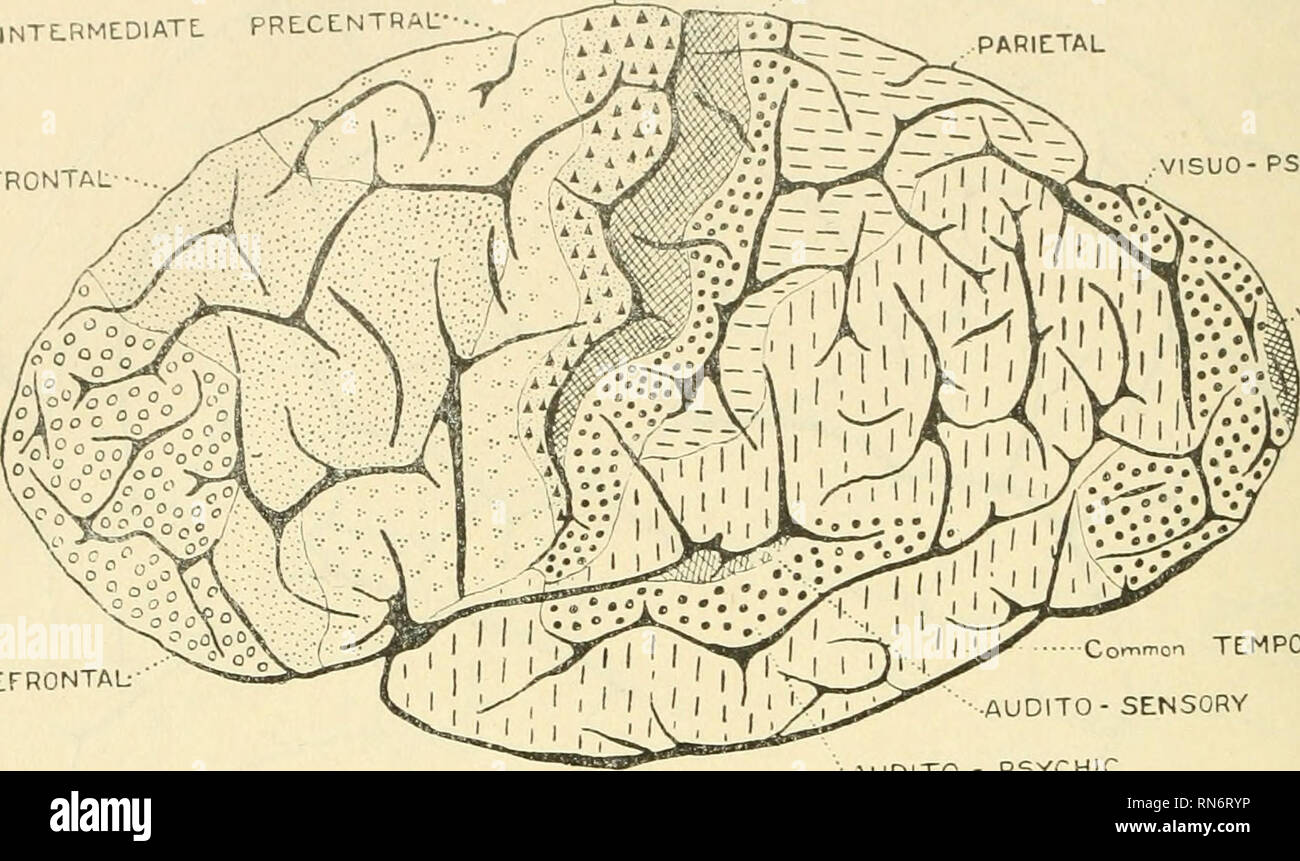 . Anatomischer Anzeiger. Anatomy, Comparative; Anatomy, Comparative. 278 von Markfasern in Jüngern Stadien. Die Größe der Punkte in den Figuren gibt also zugleich die Zeitigkeit des Beginns der Myelogenese an. Die Figg. 7 u. 8 zeigen Campbells Rindengliederung. Seine PRCCENTRAL POSTCENTRAL ..INTERMEDIATE POSTCENTRAL INTLRMEDIATL PBLCENTHAL^ TRONTAL VISUO- PSYCHIC. VISUO-SENSORY PREFRONTAL- :o&quot;^™a TEMPORAL - SENSORY ?AUDITO - PSYCHIC Fig. 7. POSTCENTRAL PRECENTRAL INTERMEDIATE POSTCENTRAL ?, LIMBIC Variations ai BiC ] &quot;^ INTERMEDIATE PRECENTRAL VISUO-PSYCHIC-. Please note that these i Stock Photo