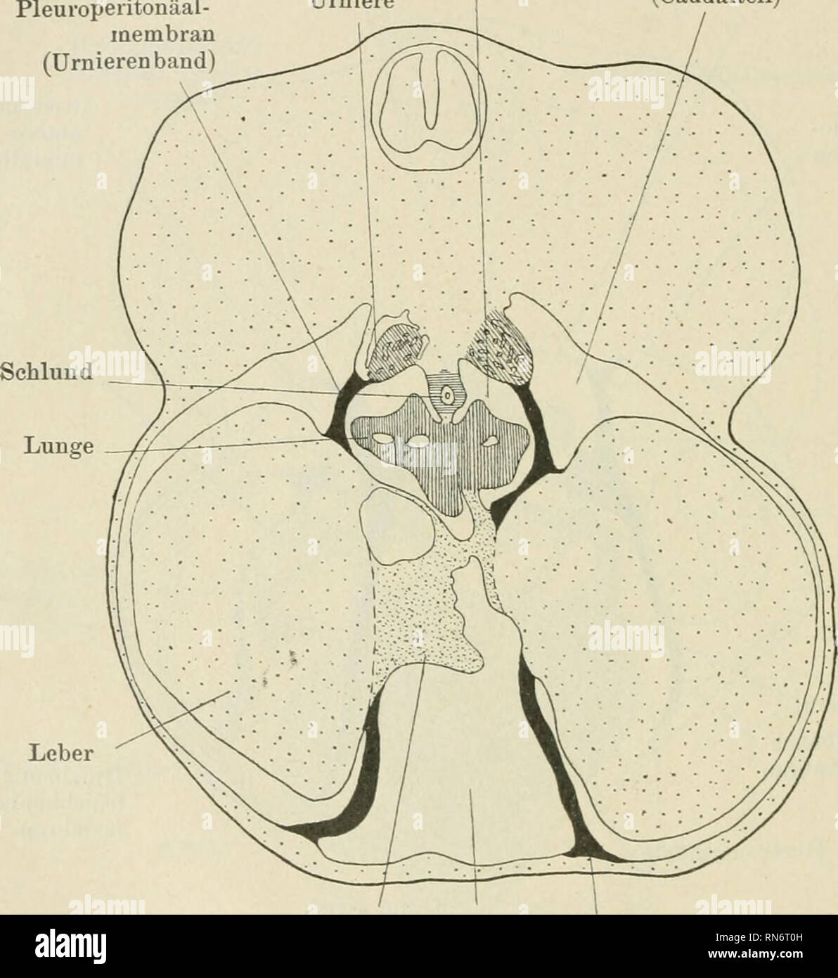 Uebergangsstadium hires stock photography and images Alamy