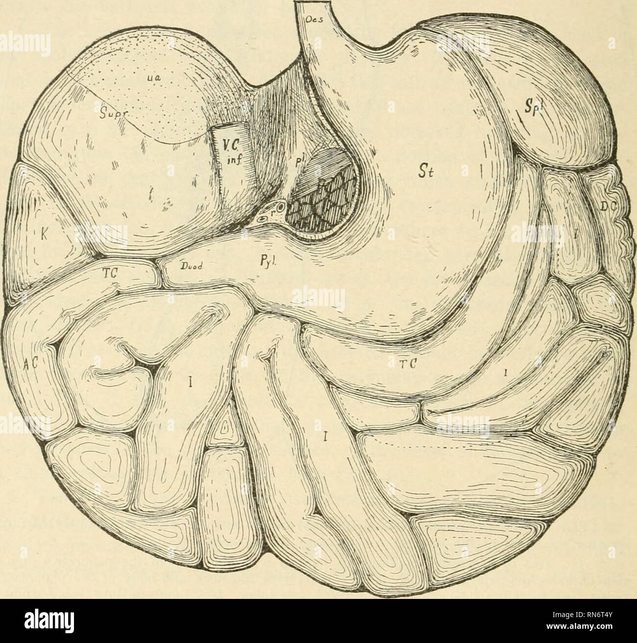 Two foetuses hi-res stock photography and images - Alamy