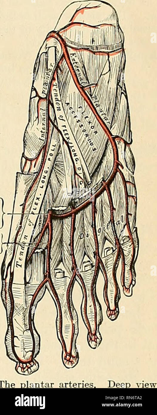 Dorsalis pedis hires stock photography and images Alamy