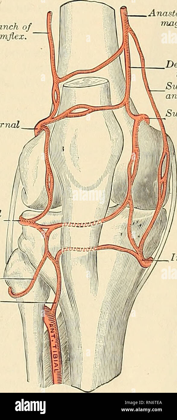 Popliteal Artery High Resolution Stock Photography And Images Alamy Popliteal Artery High Resolution Stock Photography And Images Alamy