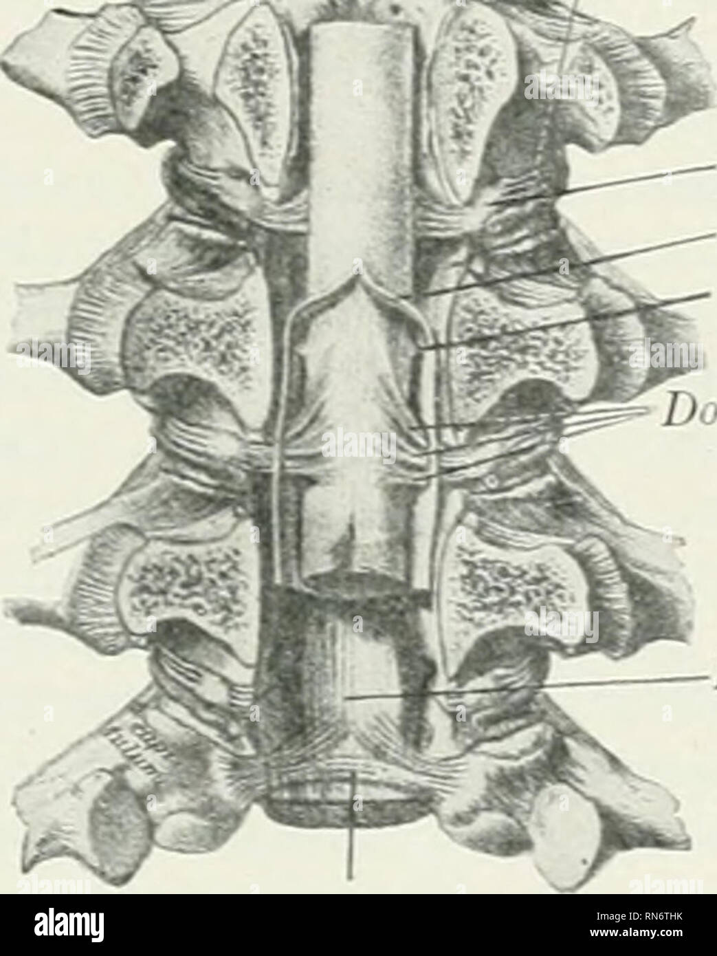 The Anatomy Of The Domestic Animals Veterinary Anatomy The Spinal Nerves 811 Which There Is A Gray Nodular Enlargement The Spinal Ganglion Ganglion Spinale Bcyontl The Ganglion The Dorsal Root Joins