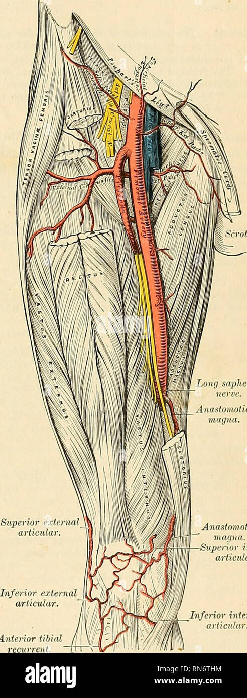 Anatomy, descriptive and applied. Anatomy. THE FEMORAL ARTERY G85 to half  an inch, and it extends from the femoral ring to the upper part of (he  saphenous opening. This canal has