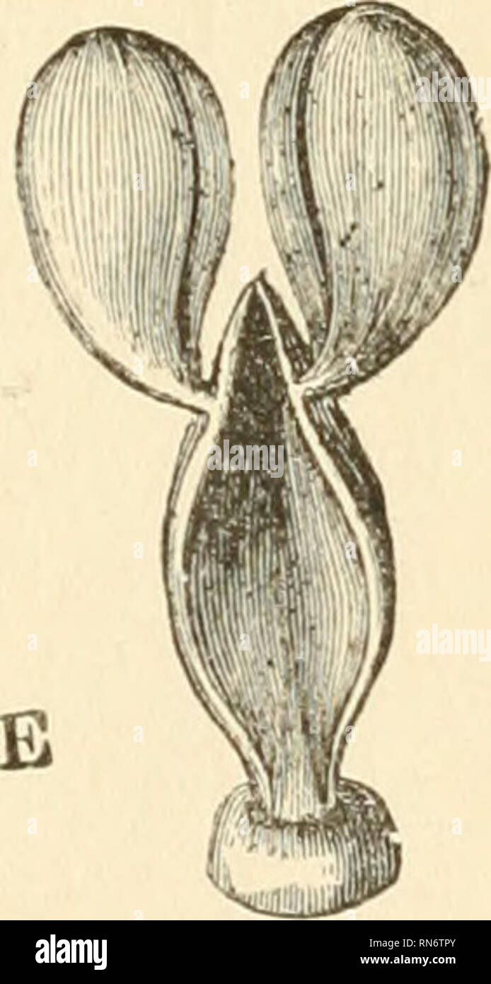 Animal behaviour. Animals behavior. Fig. 10.—Catasetum; C, diagram of column; a, anther; an, horn; d, ad- liesive disc; /, filament of anther; g, ovarium ; ped, pedicel; D and E, pollinium ; Animal behaviour. Animals behavior. Fig. 10.—Catasetum; C, diagram of column; a, anther; an, horn; d, ad- liesive disc; /, filament of anther; g, ovarium ; ped, pedicel; D and E, pollinium ;
