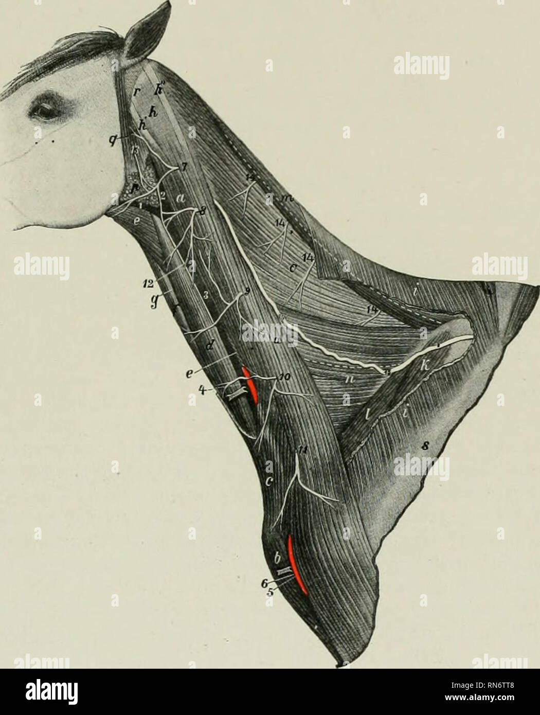 The anatomy of the domestic animals. Veterinary anatomy. THE SPINAL ACCESSORY NERVE 809 The medullary part arises from the lateral aspect of the medulla by several rootlets which are behind and The anatomy of the domestic animals. Veterinary anatomy. THE SPINAL ACCESSORY NERVE 809 The medullary part arises from the lateral aspect of the medulla by several rootlets which are behind and