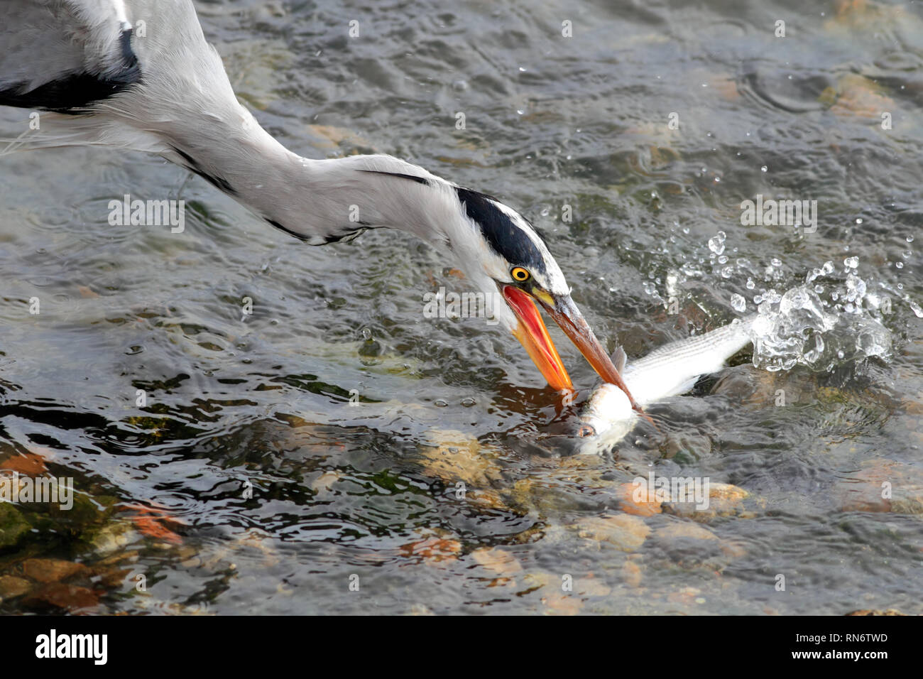 A great gray heron catches a fish from river Douro Stock Photo Alamy