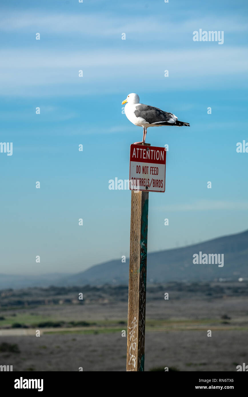 Seagull standing on top of a Attention Do not feed squirrels birds sign, California Stock Photo