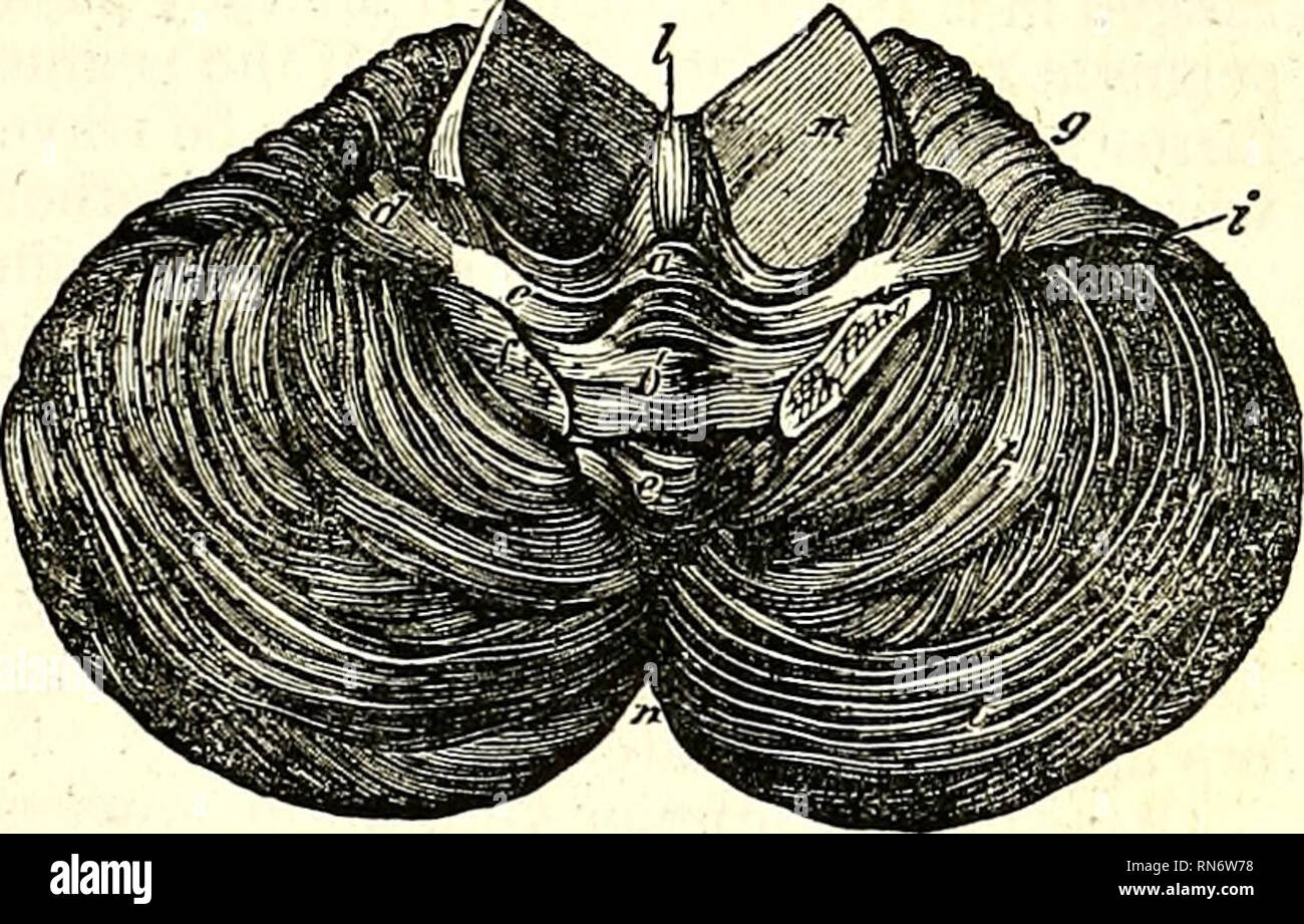 . The anatomy of the human body. Human anatomy; Anatomy. THE FURROWS ...