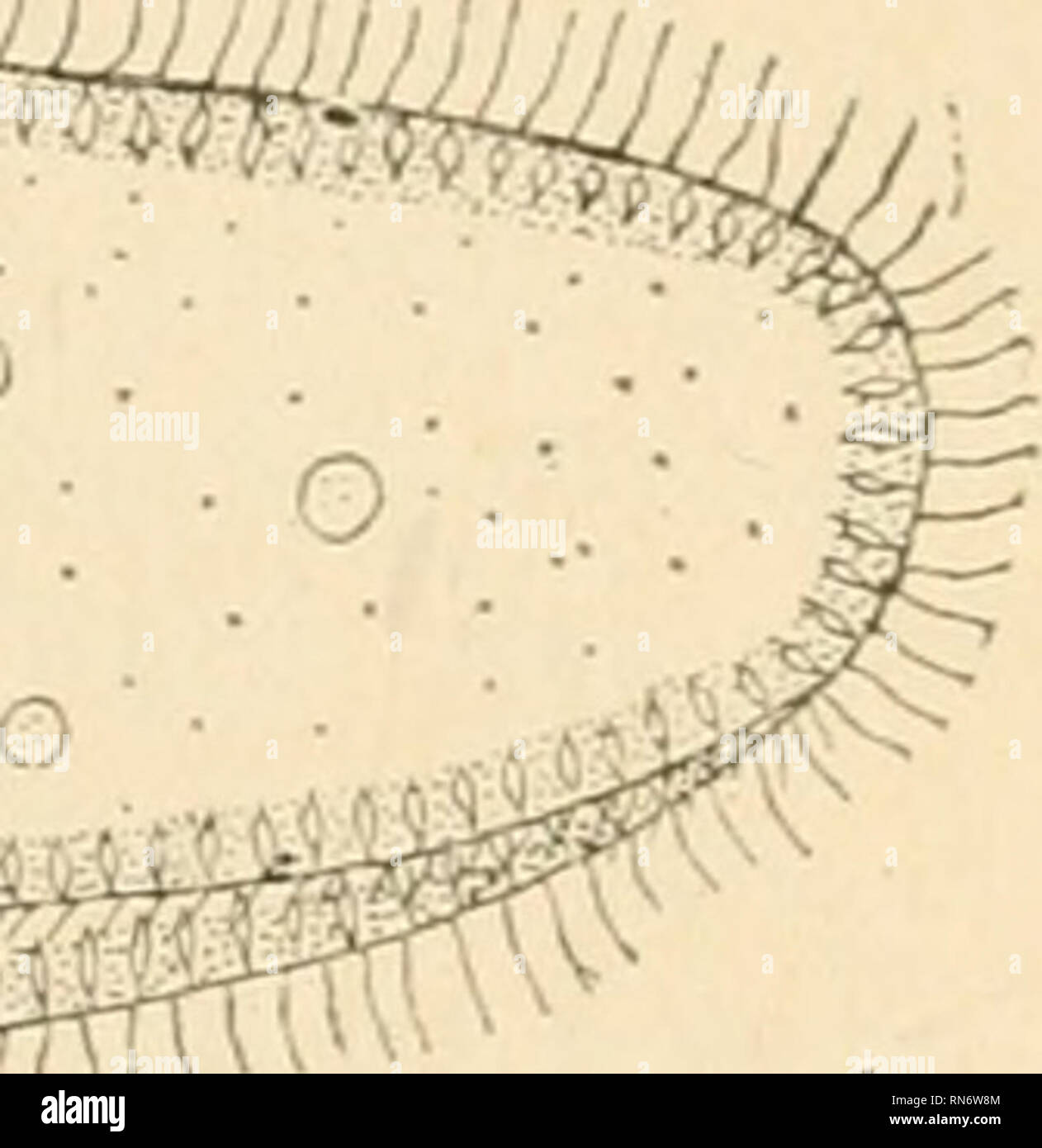 . Animal behaviour. Animals behavior. /JTiimflinuidiMi Fig. 1.—Paramecium.. the particles into and down the tube, and on reaching its iuner end these particles burst through into the semi-fluid sub- stance, and circulate therein. Just above the funnel there are two bean-like bodies, the larger of which is known as the macronucleus, the smaller as the micronucleus. The process of multiplication is by &quot;fission,&quot; or the division of each Paramecium into two similar animalcules. Not infrequently, however, two Paramecia may be seen to approach each other and come together, funnel to funnel Stock Photo