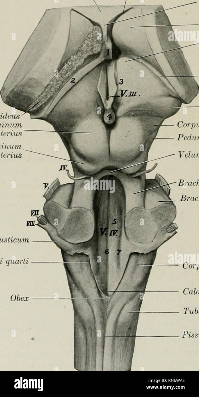 Mucleus Ruber . The anatomy of the domestic animals. Veterinary anatomy. 778 NERVOUS ...