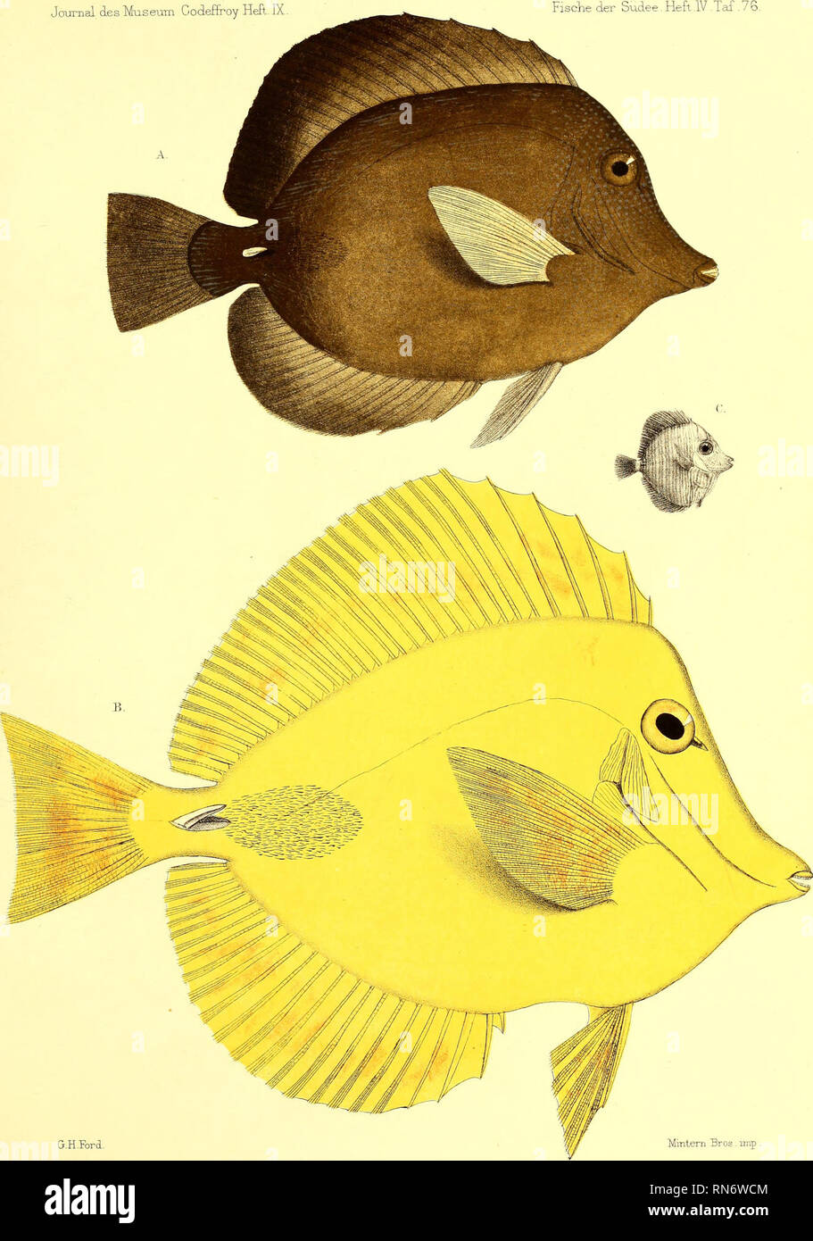 . Andrew Garrett's Fische der Südsee. Fishes; Fishes; Natural history. A. Acanthurus flavescens. B. vortetoX. Qj jimg.. Please note that these images are extracted from scanned page images that may have been digitally enhanced for readability - coloration and appearance of these illustrations may not perfectly resemble the original work.. Garrett, Andrew; Günther, Albert C. L. G. (Albert Carl Ludwig Gotthilf), 1830-1914; Ford, G. H. (George Henry), 1809-1876, ill; Library of Congress, former owner. DSI. Hamburg : L. Friederichsen &amp; Co. Stock Photo