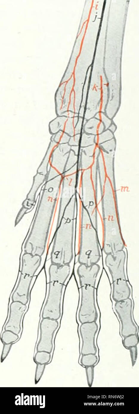 . The anatomy of the domestic animals. Veterinary anatomy. Fig. 618.—AnxEKiES of Distal Part of Right Fore Limb of Dog. Dorsal View. a. Branch of volar interosseous artery; b, proximal collateral radial arterj' (lateral branch); r. radial artery (dorsal branch): d, rete carpi dorsale; e, deep dorsal metacarpal arteries; /, superficial dorsal metacarpal arteries: g, common digital arteries; h, proper digital arteries. Fig. 610.—.Arteries of Distal Part of Right Fore Ll-MB OF Dog; ^'oLAR 'iew. (. Radial artery: j, ulnar artery: k, volar inter- osseous artery; I, deep volar arch: m, fifth volar  Stock Photo
