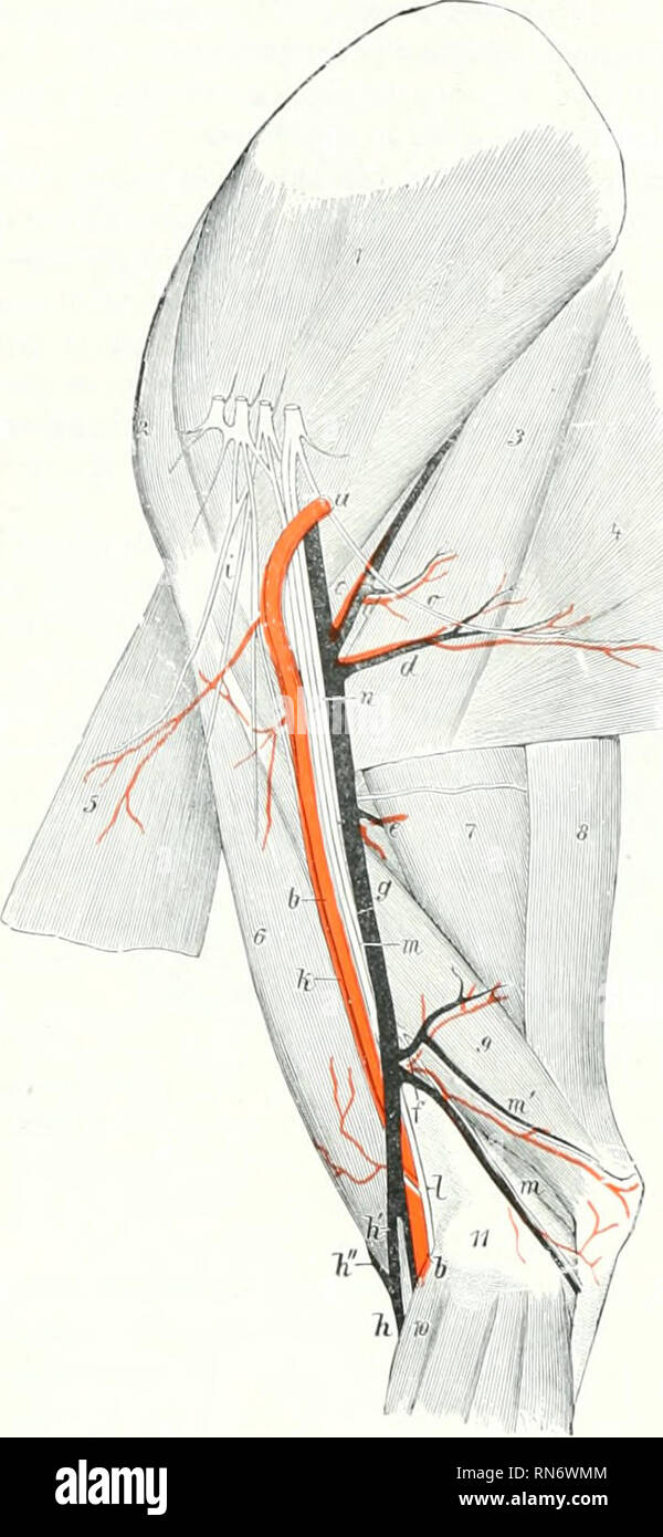 . The anatomy of the domestic animals. Veterinary anatomy. 74S CIRCULATORY SYSTEM OF THE DOG median artery under the flexor carpi radialis al&gt;oiit a tliird of the way down the forearm, and divides into radial and uhiar arteries. Among its coUateral branches are the following: (1) The large subscapular artery passes up between the sub-. Fin. 61fi.—'e9sels an'd Nerves of Medial Surface OF Shoulder axd Arm of Dog. a, fi. Brachial artery; r, subscapular vessels; d, thoraco-dorsal vessels; e, deep br.ichial vessels; /, prox- imal collateral ulnar vessels; g, brachial vein; k, h&quot;, cephalic  Stock Photo