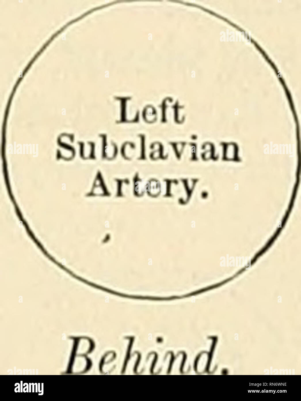 . Anatomy, descriptive and applied. Anatomy. THE SUBCLAVIAN ARTERY 625 ...
