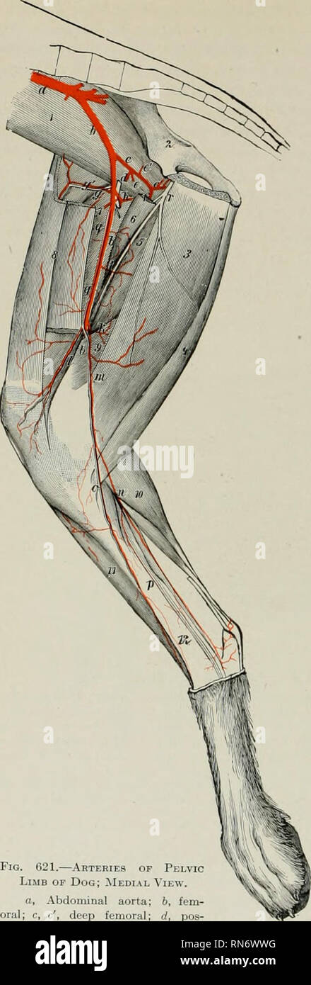Page 2 Saphenous Nerve High Resolution Stock Photography And